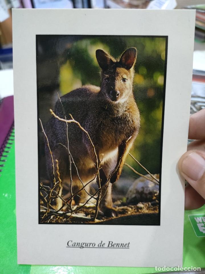 Cartes Postales: Postal Canguro de Benny S/C