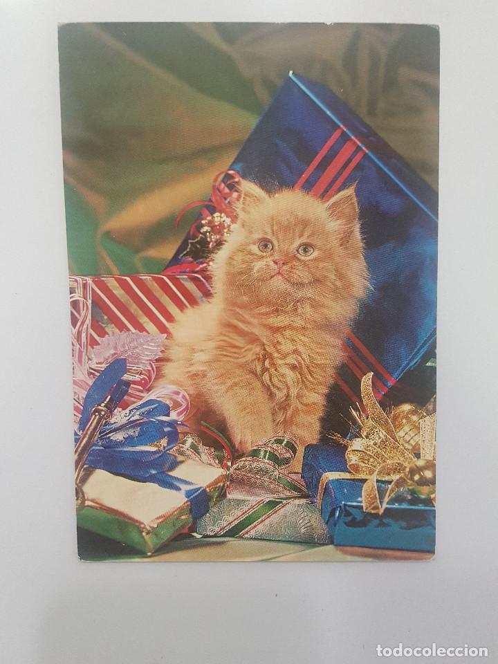 Postales: POSTAL GATO. CYZ 6567 - Foto 1