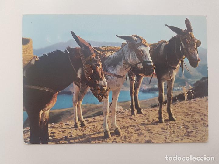 Postales: POSTAL BURRO BORRICOS TIPICOS. SIN CIRCULAR - Foto 1