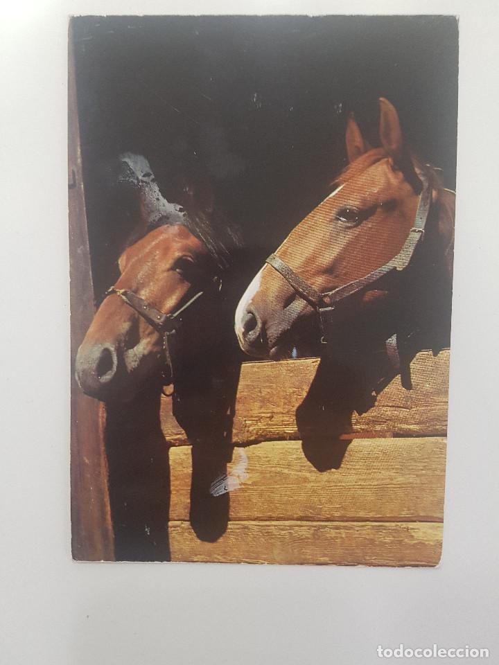 Postales: POSTAL CABALLOS. BV P-20041-2 - Foto 1