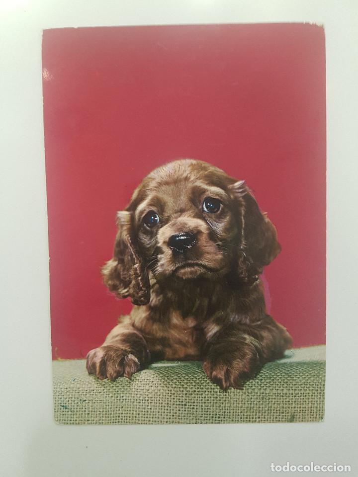 Postales: POSTAL PERRO. CYZ 6640. ESCRITA - Foto 1