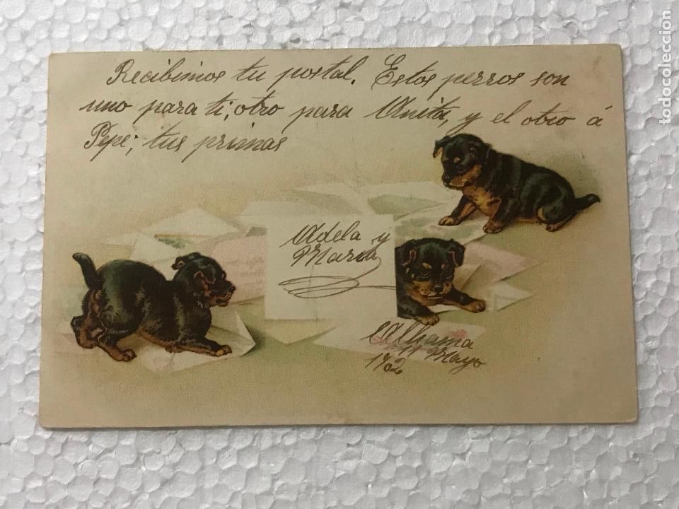 Postais: postal alemana a&ntilde;o 1902 escrita perritos
