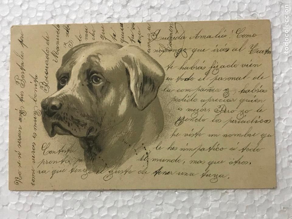 Postais: postal alemana a&ntilde;o 1902 escrita y circulada, perritos