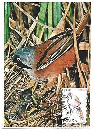 Cartes Postales: Espana & Maximo, Teta bigotuda, Panurus biarmicus, El Puerto de Santa Maria 1985 (6868)