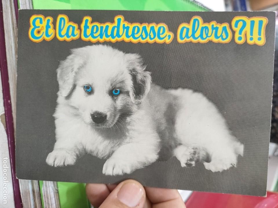 Cartes Postales: Postal Perrito Postal Francesa 1990 escrita y Bellamente Sellada