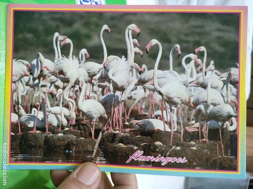 Postcards: Postal FLAMINGOS FLAMINGOS S/C