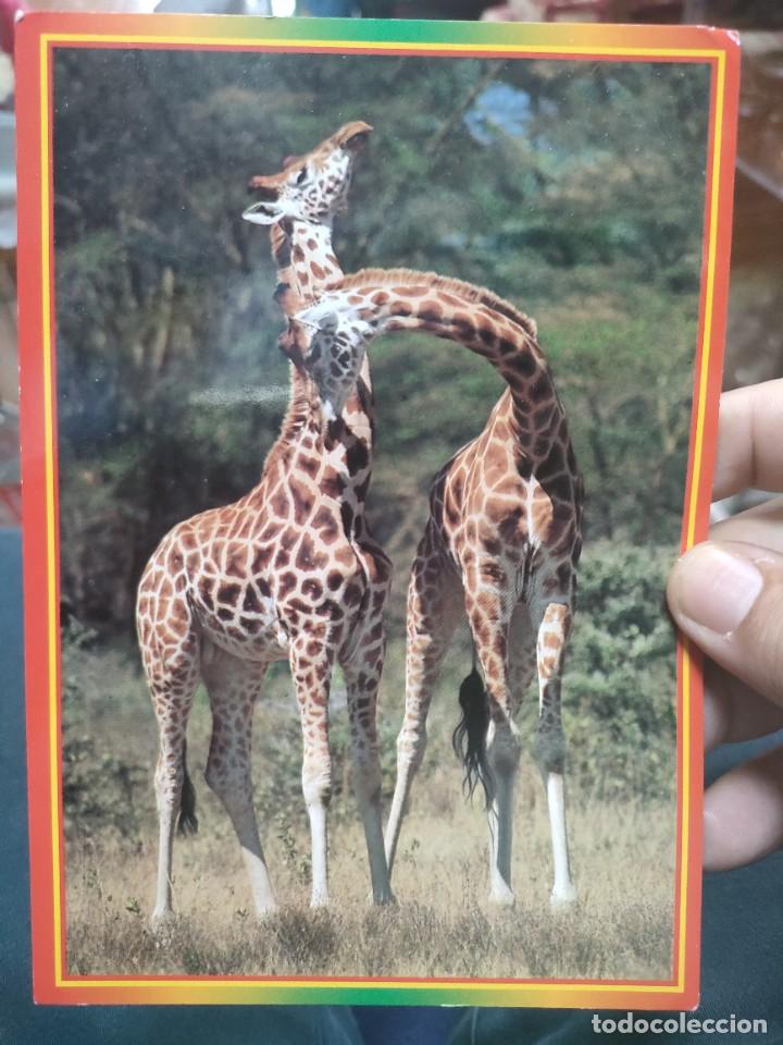 Postcards: Postal GIRAFAS Africano Wildlife S/C