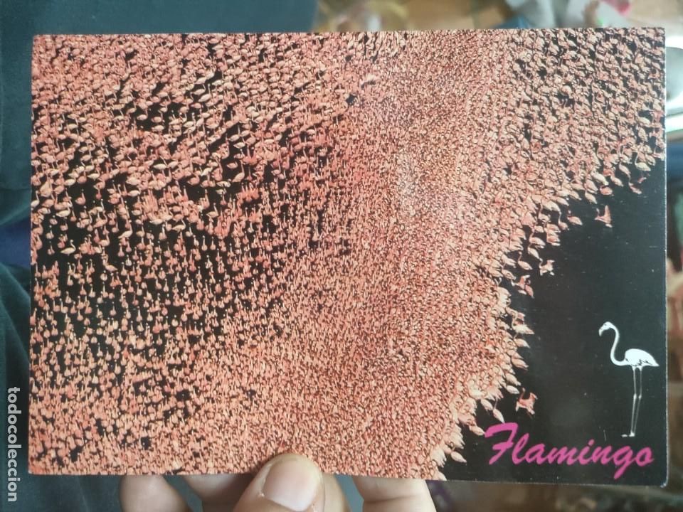 Postcards: Postal FLAMENCOS FLAMINGO Africano Burda S/C