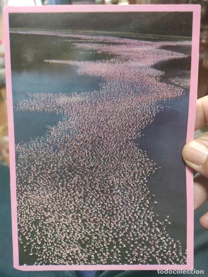 Postcards: Postal FLAMENCOS FLAMINGOS Africano Birds S/C