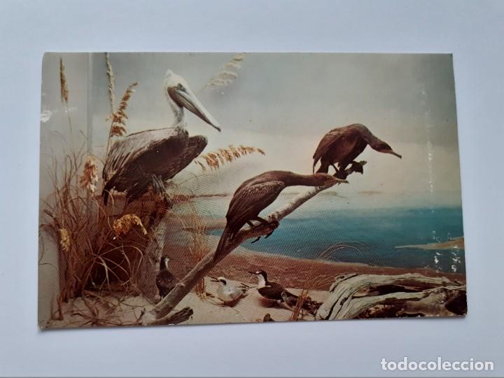 Postales: POSTAL - PEL&Iacute;CANO FLORIDA - S/C - Foto 1