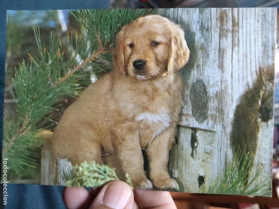 Postcards: Postal PERRO C y Z 6106-A S/C