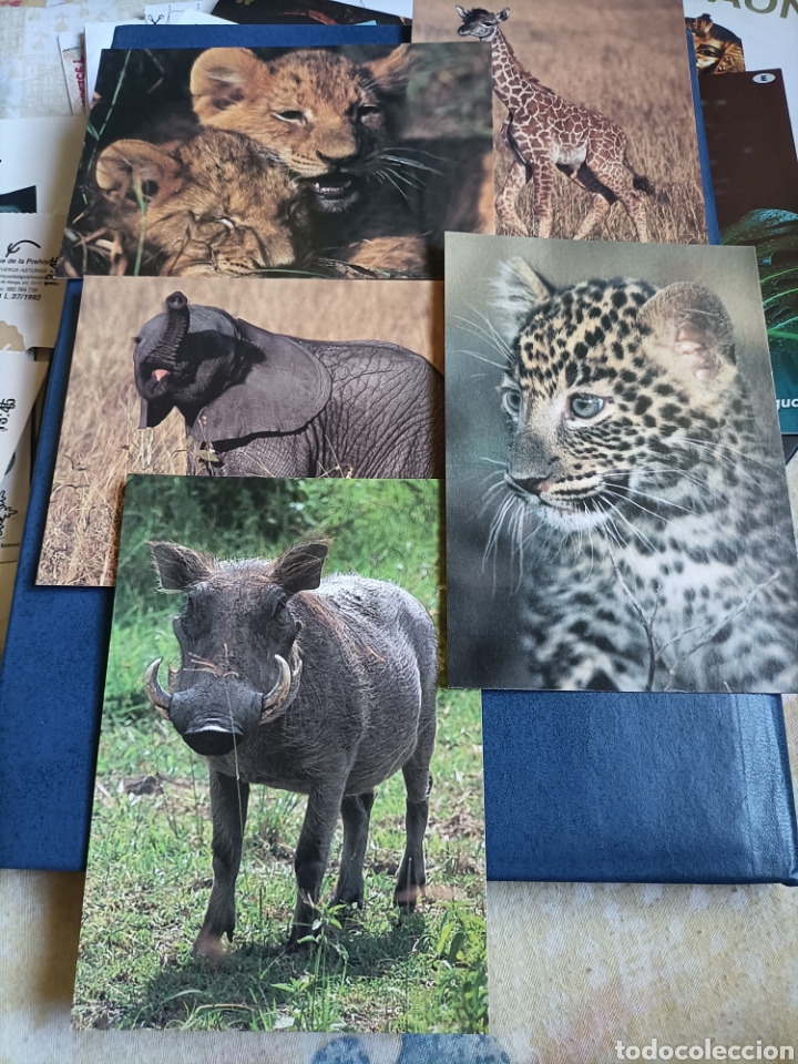 Postcards: Postales CACHORROS DE &Aacute;FRICA lote de 5