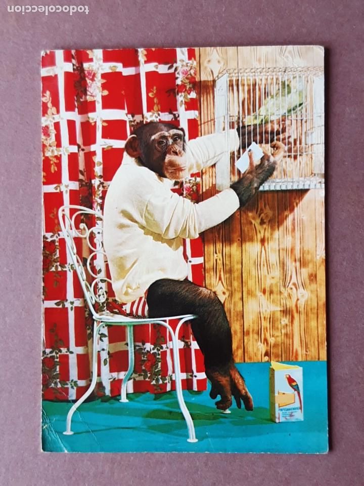 Postcards: POSTAL VITA NOVA. CHIMPANC&Eacute;. HOLANDA. CIRCULADA 1972.