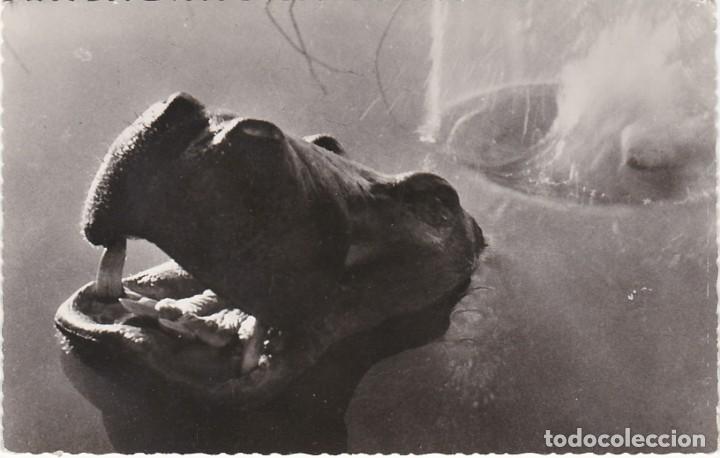 Postkarten: Hipop&oacute;tamo - Postal Francesa - 138x88mm