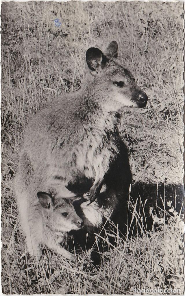 Postkarten: Canguro de Bennet - Postal Francesa - 140x88mm
