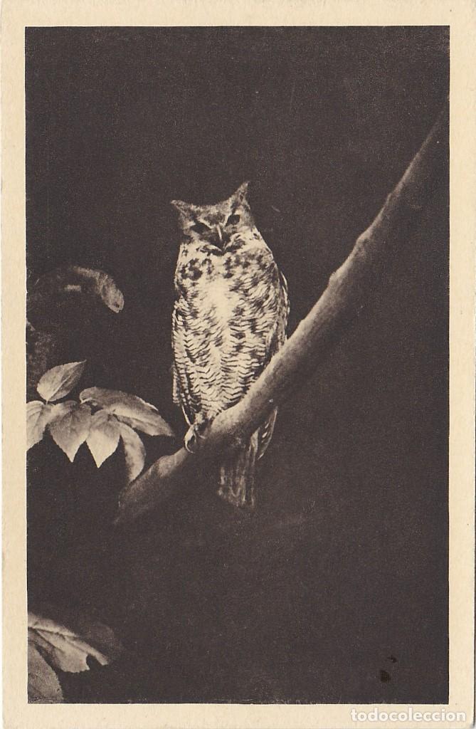 Postkarten: B&uacute;ho Gran Duque de Virginia - Postal Francesa - 141x92mm