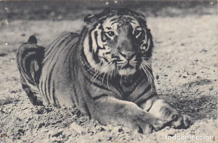 Postkarten: Tigre de Bengala - Postal Francesa - 140x90mm