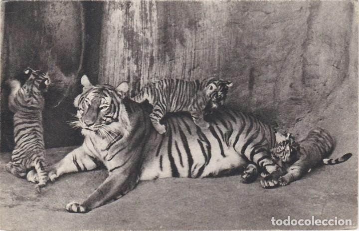 Postkarten: Tigresa de Bengala con sus cachorros - Postal Francesa - 140x90mm