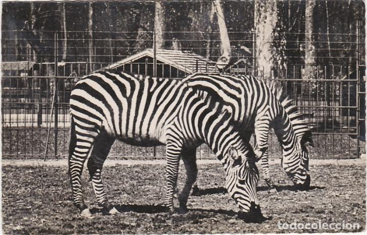 Postkarten: Cebras - Postal Francesa - 140x90mm