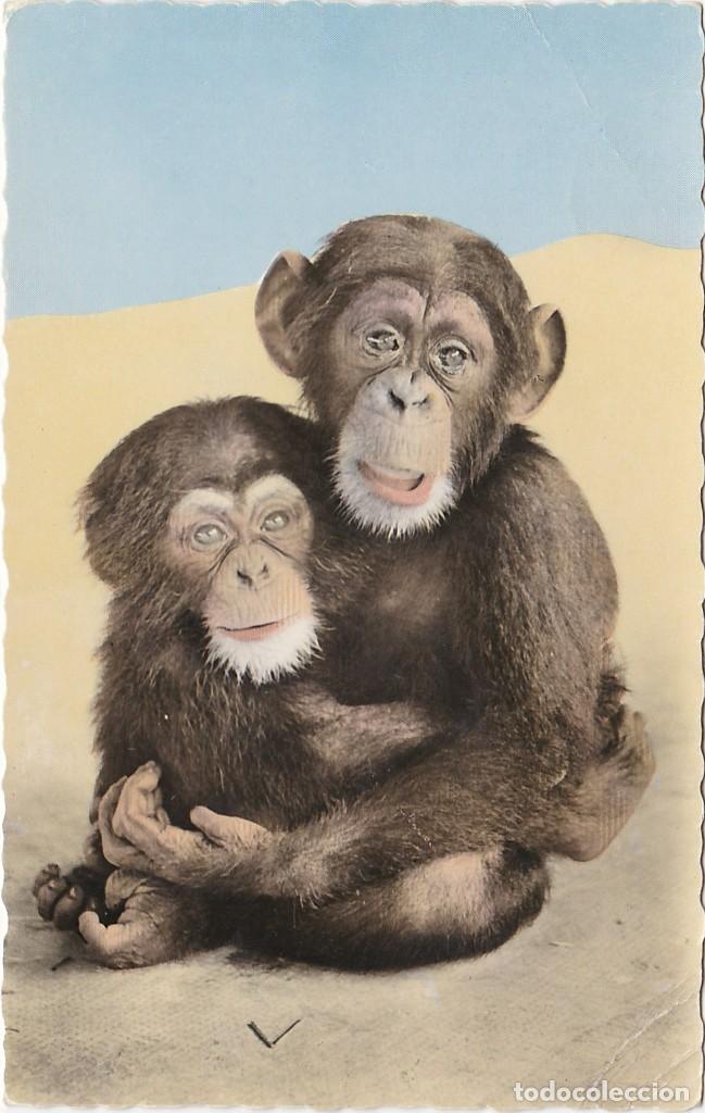 Postales: Chimpanc&eacute;s - Postal Francesa Coloreada - 141x90mm - Foto 1