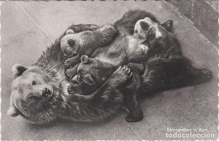 Postkarten: Osos pardos - Postal Alemana - 141x91mm