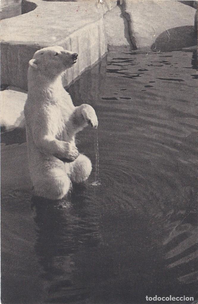 Postkarten: Osos Polar - Postal Francesa - 140x90mm