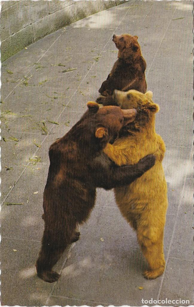 Postales: Osos Pardos - Postal Suiza - 140x90mm - Foto 1