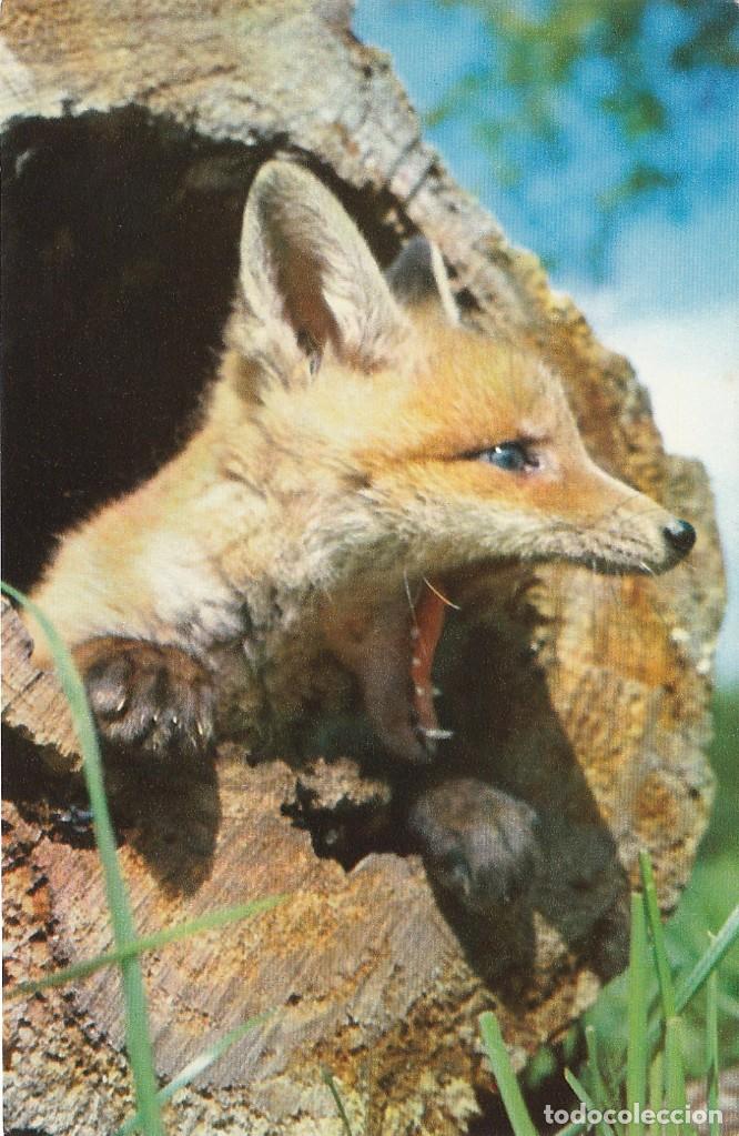 Postais: Zorro - Postal Francesa - 140x90mm