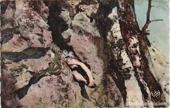 Postkarten: Tej&oacute;n - Postal Francesa - 140x90mm