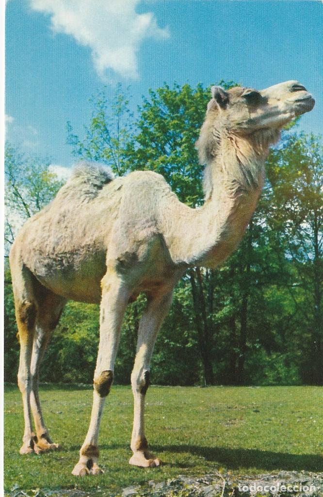 Postkarten: Camello - Postal Francesa - 140x90mm