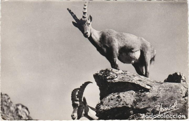 Postkarten: Cabra Mont&eacute;s - Postal Francesa - 138x90mm