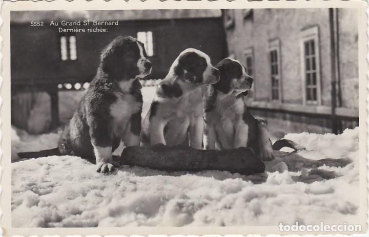 Postkarten: Cachorros de San Bernardo - Postal Francesa - 141x91mm