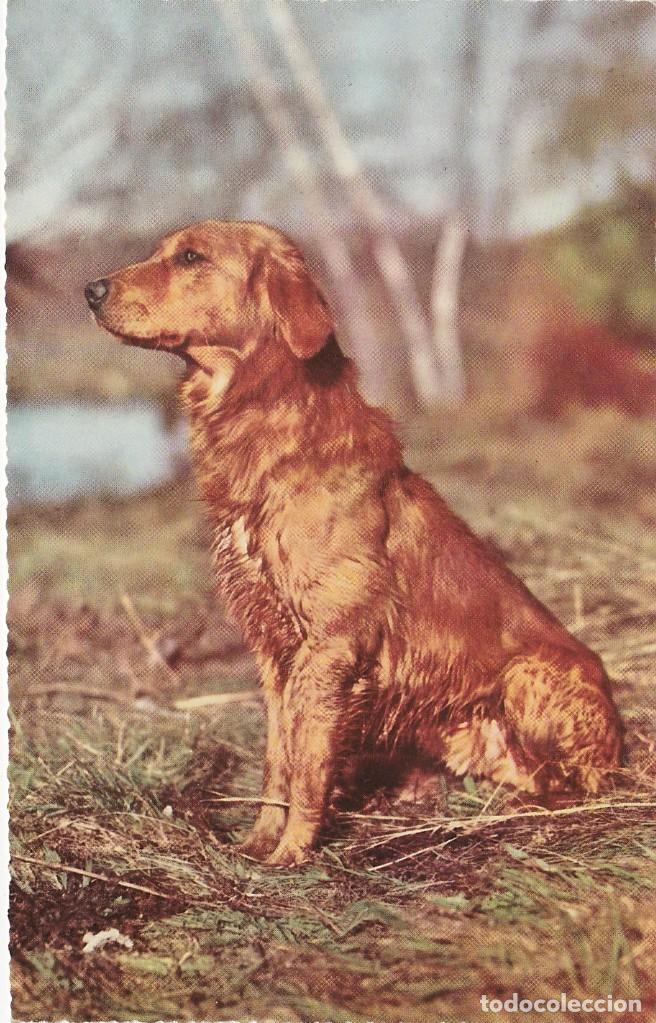 Postkarten: Perro de raza ? - Postal Italiana - 140x89mm