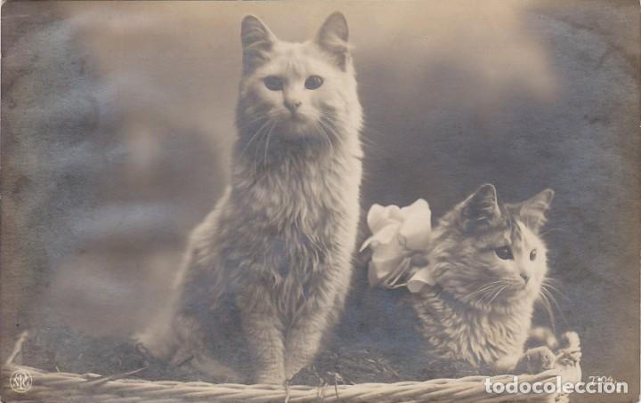 Postkarten: Gatos - Antigua Postal - 136x85mm