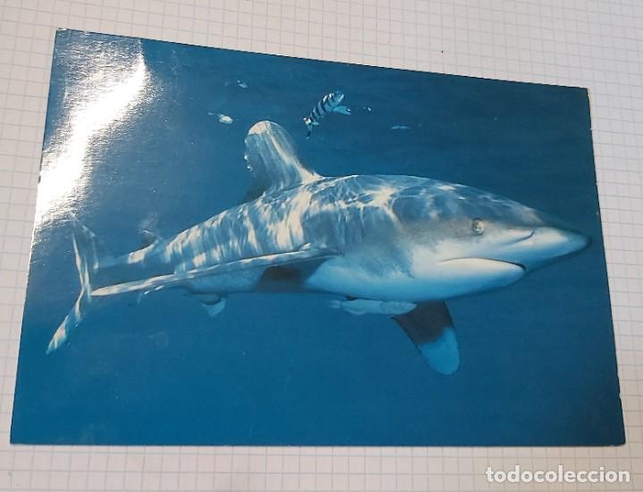 Postales: Postal de tibur&oacute;n, sin circular