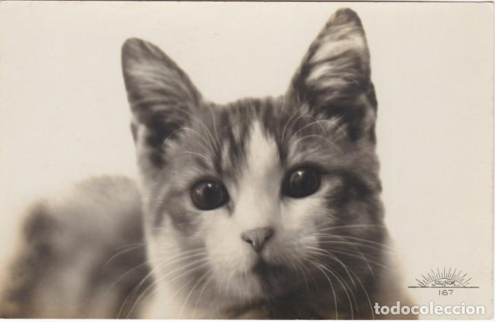 Postcards: Gato - Ed. Jounok n&ordm; 167 - 135x85mm