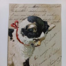 Postales: PRECIOSA POSTAL ESCRITA Y CIRCULADA ANIMALES GATOS 1903. Lote 366411786