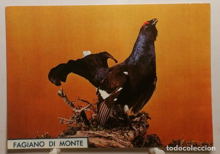 Cartes Postales: Postal Fagiano di monte . Milano. Natural Colours. 6741/49