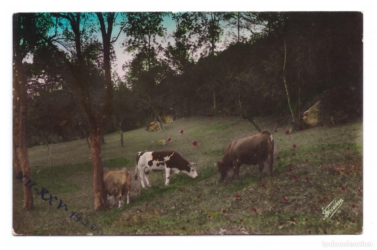 Cartes Postales: VACAS PASTANDO // CIRCULADA EN 1936