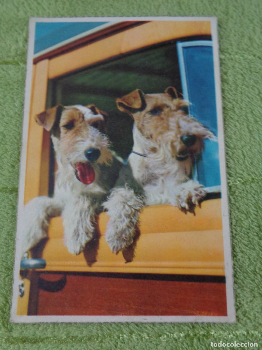 Cartes Postales: ANTIGUA POSTAL DE PERROS FOXTERRIER 1960