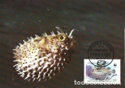 Cartes Postales: Antigua e Barbuda & Maximo, WWF, Burrfish Embridado, Chilomycterus antennatus 1987 (99176)