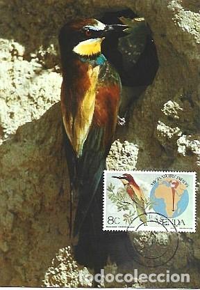 Cartes Postales: Venda & Maxima, Comedor de Abejas, Merops apiaster 1985 (88476)