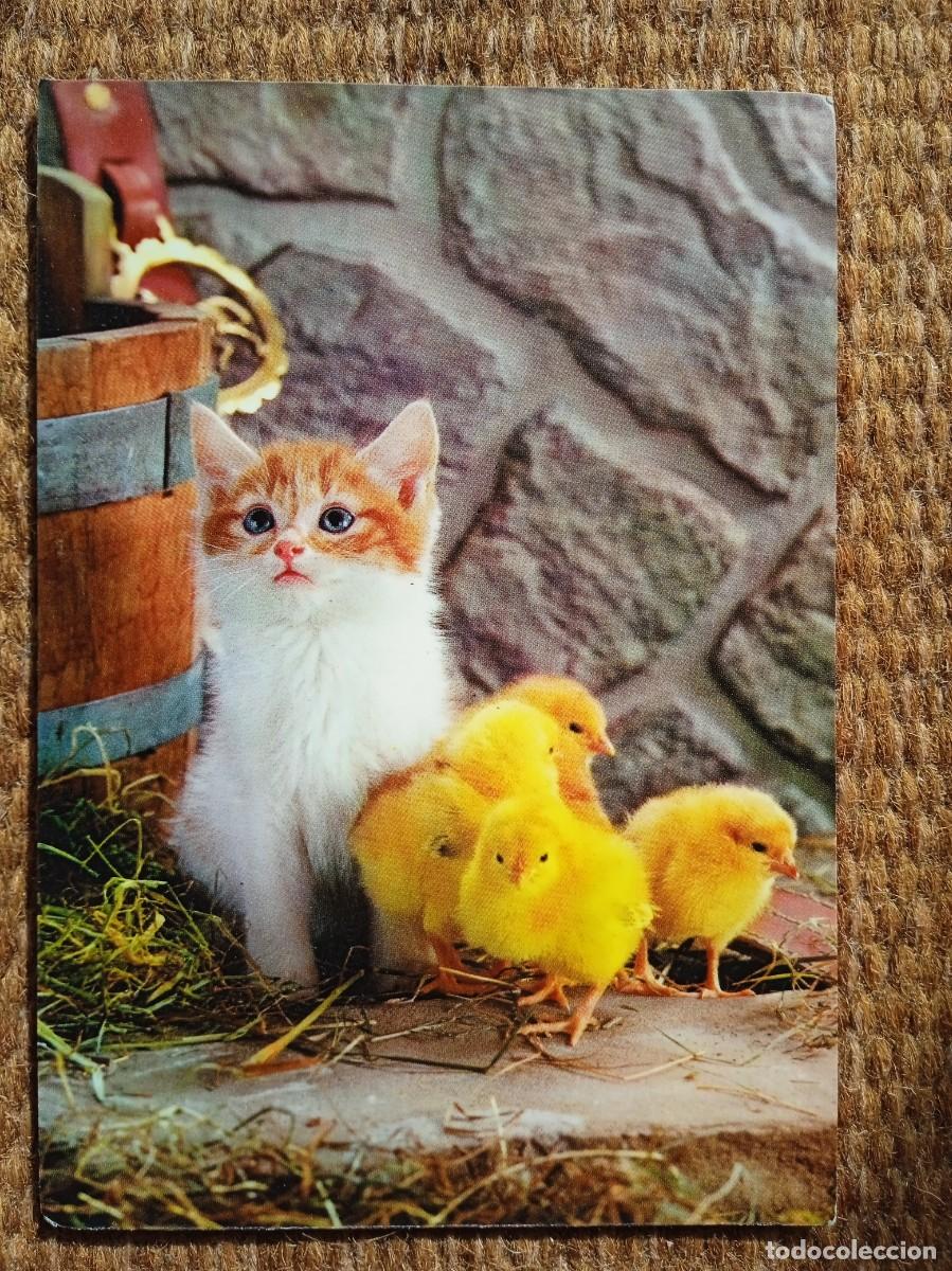 Cartes Postales: GATITO CON POLLITOS