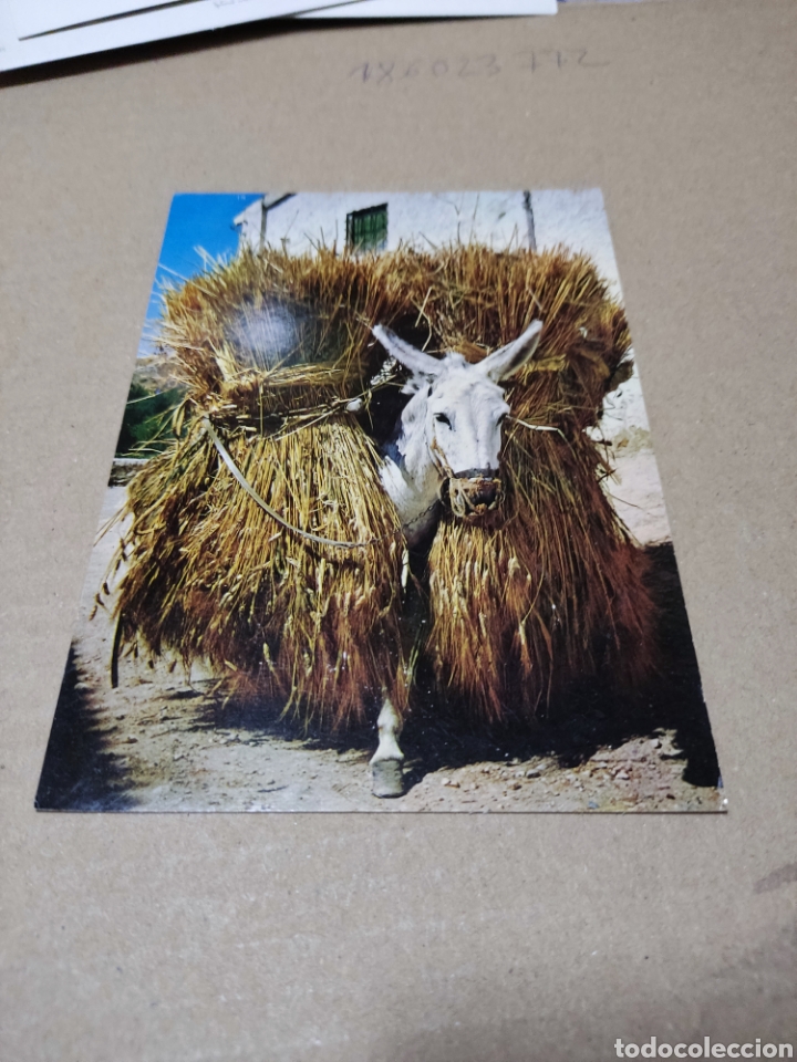 Cartes Postales: Postal borrico trabajando