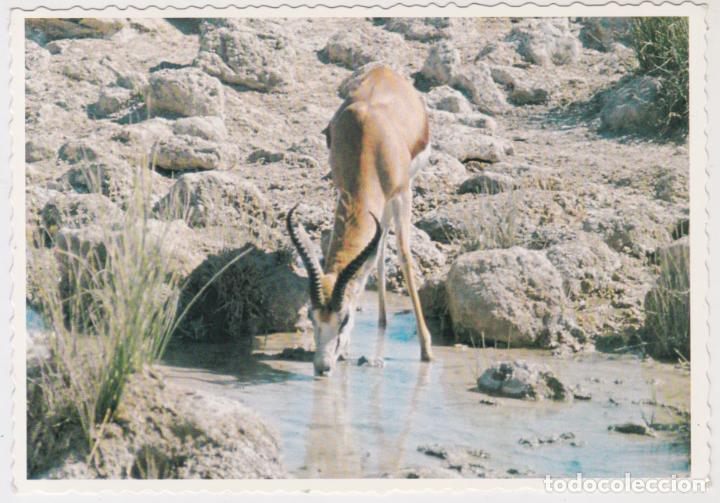 Cartes Postales: SUDAFRICA, GACELA BEBIENDO EN UN POZO DE AGUA &ndash; PROTEA COLOUR 1195 &ndash; S/C
