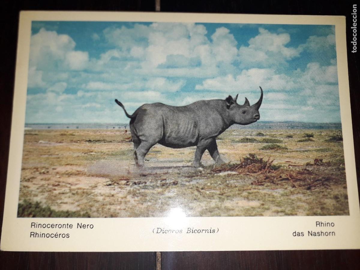 Cartes Postales: N&ordm; 43805 POSTAL FAUNA AFRICANA RINOCERONTE NERO
