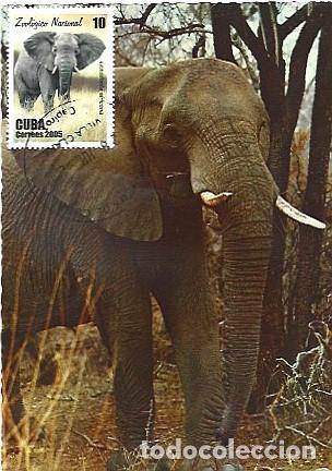 Postais: Cuba & Maxmai, Zoologico Nacional, Elefante Africano, Loxodonta africana, Villa Clara 2005 (1021)