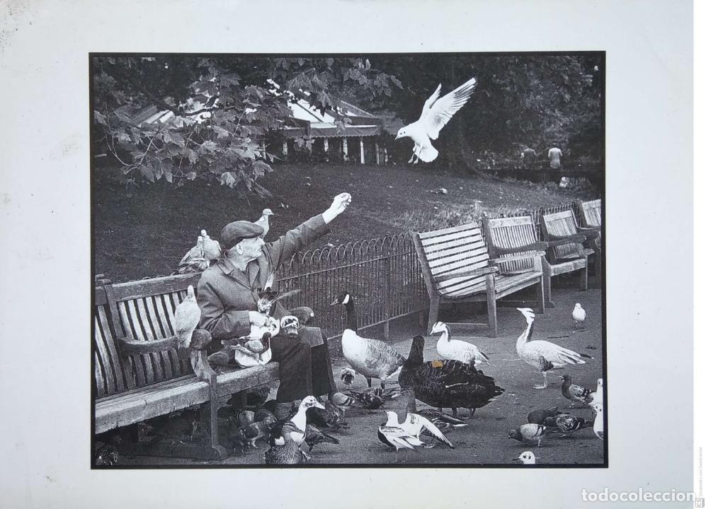 Cartes Postales: Anciano sentado en banco y rodeado de aves que les da comida. Lunchtime de David Mansello. Postal in