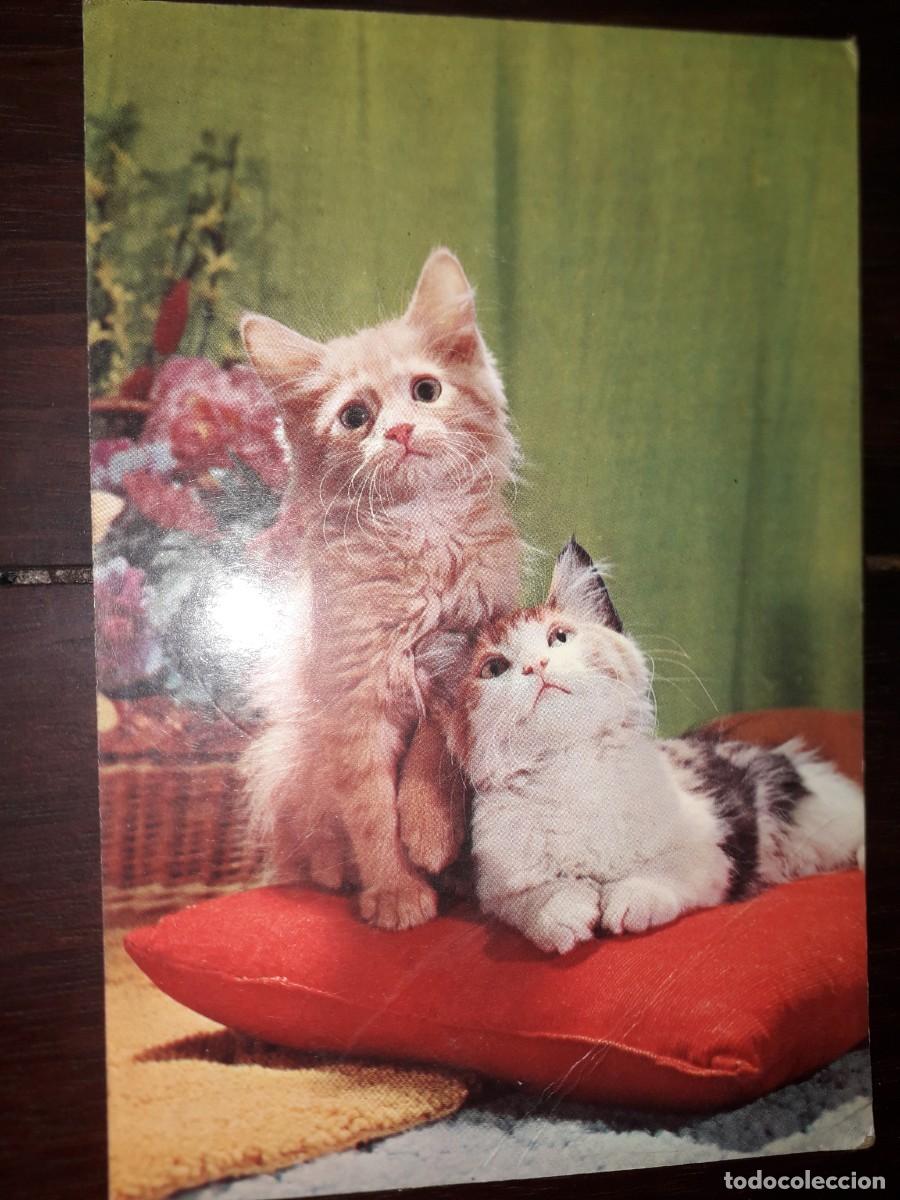 Cartes Postales: N&ordm; 7074 POSTAL GATOS CYZ 6035-D
