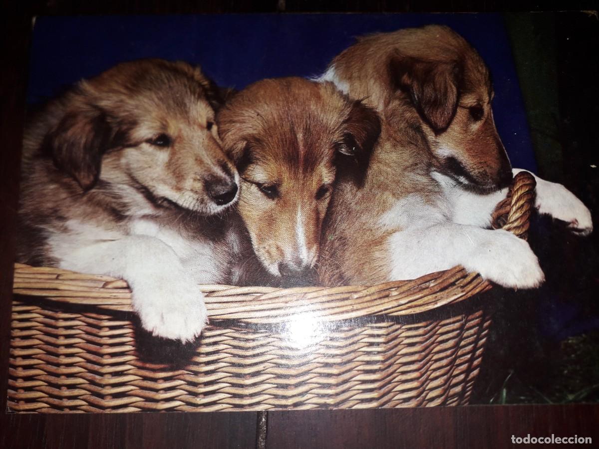Cartes Postales: N&ordm; 7065 POSTAL PERROS